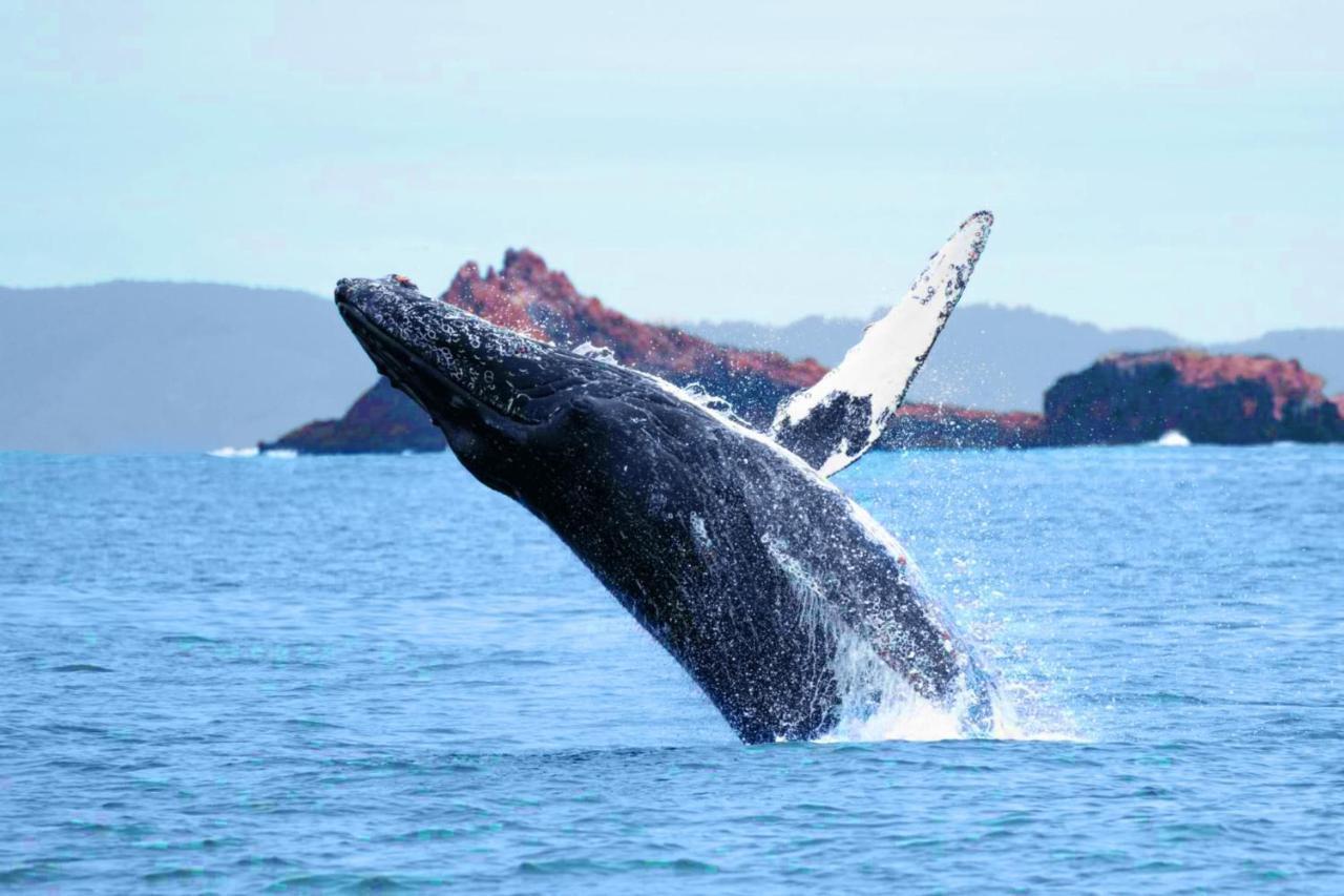 Stunning Oceanview Coastal Home Beach Trails Family Activities Montara Eksteriør billede